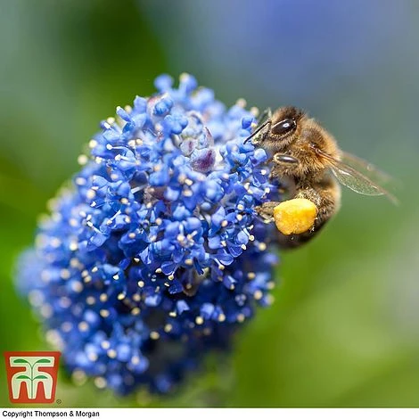Ceanothus 'Concha' 3 Ceanothus 'Concha'