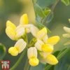 Coronilla Valentina Subsp. Glauca 'Citrina' 2 Coronilla Valentina Subsp. Glauca 'Citrina' -Plants Sales Store coro