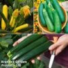 Courgette Collection 1 Courgette Collection -Plants Sales Store courg trio