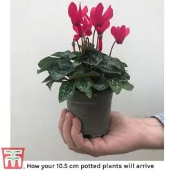 Cyclamen Persicum Metis Series -Plants Sales Store cycl