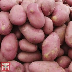 Potato 'T&M All Year Round Collection' 14 Potato 'T&M All Year Round Collection' -Plants Sales Store desi
