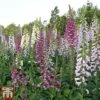 Foxglove 'Mixed' 2 Foxglove 'Mixed' -Plants Sales Store digi mix