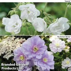 Geranium Hardy Duo