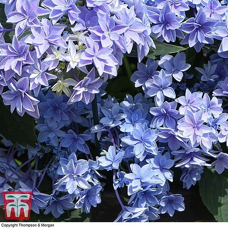 Hydrangea 'Double Dutch Alkmaar' 4 Hydrangea 'Double Dutch Alkmaar' - Image 2