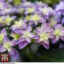Hydrangea 'Double Dutch Alkmaar' 13 Hydrangea 'Double Dutch Alkmaar' -Plants Sales Store dutch3