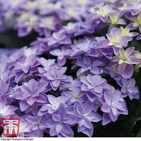 Hydrangea 'Double Dutch Alkmaar' 7 Hydrangea 'Double Dutch Alkmaar' - Image 5