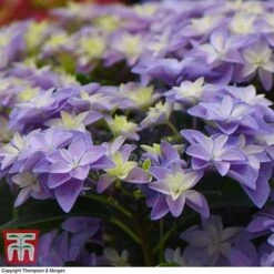 Hydrangea 'Double Dutch Alkmaar' 16 Hydrangea 'Double Dutch Alkmaar' -Plants Sales Store dutch6