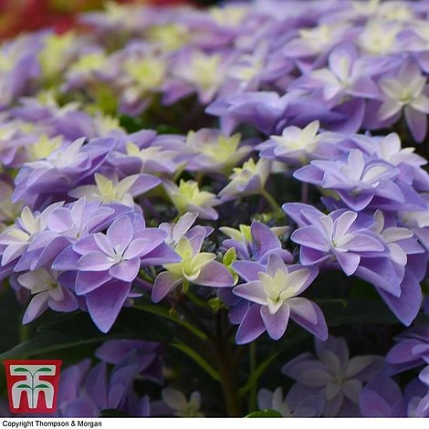 Hydrangea 'Double Dutch Alkmaar' 9 Hydrangea 'Double Dutch Alkmaar' - Image 7