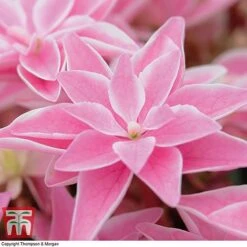 Hydrangea 'Double Dutch Edam' -Plants Sales Store edam