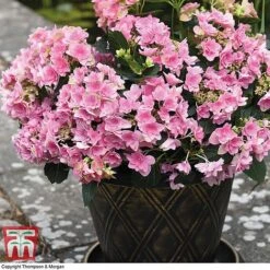 Hydrangea 'Double Dutch Edam' -Plants Sales Store edam2