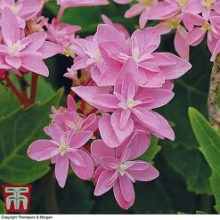 Hydrangea 'Double Dutch Edam' -Plants Sales Store edam3