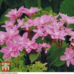 Hydrangea 'Double Dutch Edam' -Plants Sales Store edam4