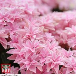 Hydrangea 'Double Dutch Edam' -Plants Sales Store edam6