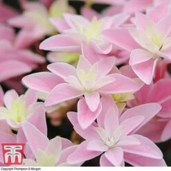 Hydrangea 'Double Dutch Edam' -Plants Sales Store edam7