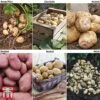 Potato 'T&M Favourites Collection' 2 Potato 'T&M Favourites Collection' -Plants Sales Store fav coll