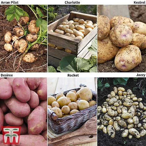 Potato 'T&M Favourites Collection' 3 Potato 'T&M Favourites Collection'