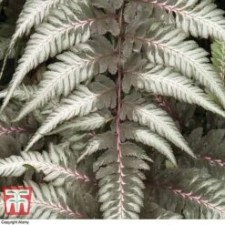 Athyrium Niponicum Var. Pictum 'Pewter Lace' -Plants Sales Store fern tka8211 a1