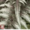 Athyrium Niponicum Var. Pictum 'Pewter Lace' 2 Athyrium Niponicum Var. Pictum 'Pewter Lace' -Plants Sales Store fern tka8211 b
