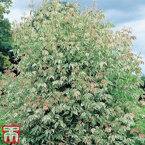 Acer Negundo 'Flamingo' 4 Acer Negundo 'Flamingo' - Image 2