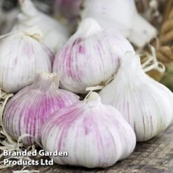 Garlic Trio Collection 8 Garlic Trio Collection -Plants Sales Store garlic b
