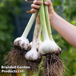 Garlic Trio Collection 9 Garlic Trio Collection -Plants Sales Store garlic c
