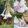 Garlic Trio Collection 1 Garlic Trio Collection -Plants Sales Store garlic trio