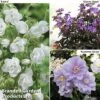 Geranium Hardy Trio 1 Geranium Hardy Trio -Plants Sales Store ger trio1