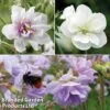 Geranium Doubles Hardy Collection 1 Geranium Doubles Hardy Collection -Plants Sales Store gera trio1