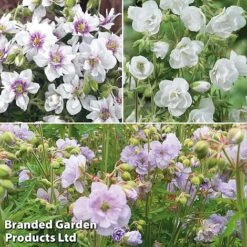 Geranium Doubles Hardy Collection -Plants Sales Store gera trio2