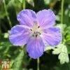 Geranium Himalayense 'Gravetye' 2 Geranium Himalayense 'Gravetye' -Plants Sales Store gera11