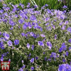 Geranium Himalayense 'Gravetye' -Plants Sales Store gera2