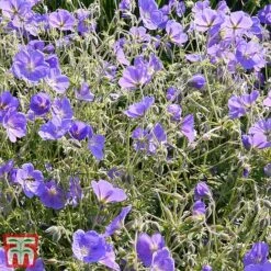 Geranium Himalayense 'Gravetye' -Plants Sales Store gera3