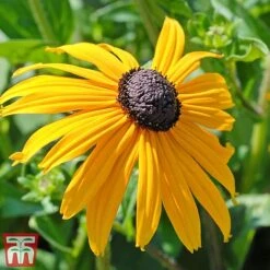 Rudbeckia Fulgida Var Sullivantii 'Goldsturm' -Plants Sales Store goldstruck
