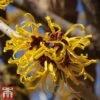 Hamamelis X Intermedia 'Pallida' 2 Hamamelis X Intermedia 'Pallida' -Plants Sales Store hamamelis h