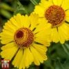 Helenium Autumnale 2 Helenium Autumnale -Plants Sales Store hele aut2