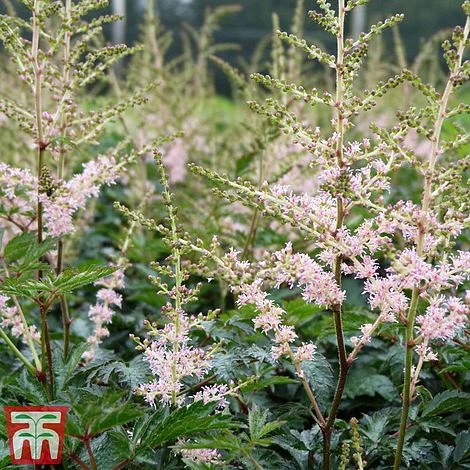 Astilbe 'Hennie Graafland' 3 Astilbe 'Hennie Graafland'