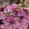 Heuchera 'Forever Purple' 2 Heuchera 'Forever Purple' -Plants Sales Store heu pur