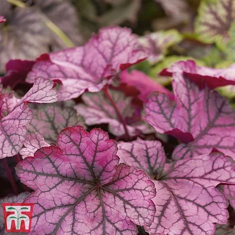 Heuchera 'Forever Purple' 3 Heuchera 'Forever Purple'