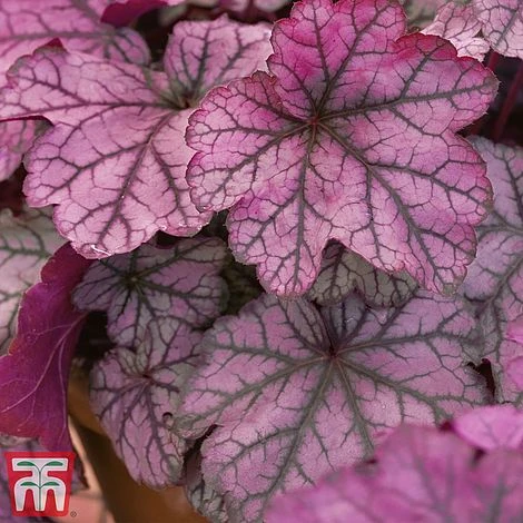 Heuchera 'Forever Purple' 4 Heuchera 'Forever Purple' - Image 2