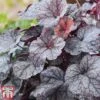 Heuchera 'Silver Scrolls' -Plants Sales Store heu sil
