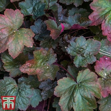 Heuchera 'Rachel' 4 Heuchera 'Rachel' - Image 2