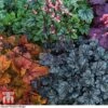 Heuchera 'Mosaic' 2 Heuchera 'Mosaic' -Plants Sales Store heuchera1