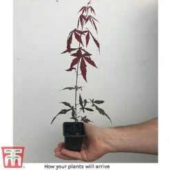 Acer Palmatum 'Atropurpureum' 10 Acer Palmatum 'Atropurpureum' -Plants Sales Store how it will arrive