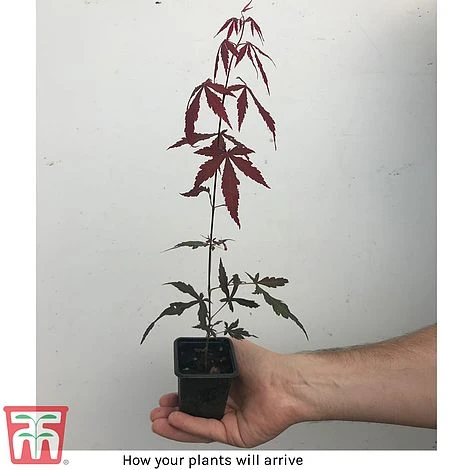 Acer Palmatum 'Atropurpureum' 6 Acer Palmatum 'Atropurpureum' - Image 4