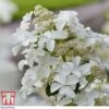 Hydrangea Paniculata 'Levana' -Plants Sales Store hydr T63110 C