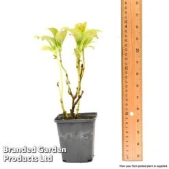 Hydrangea Macrophylla GLAM ROCK 'Horwack' 9 Hydrangea Macrophylla GLAM ROCK 'Horwack' -Plants Sales Store hydr9