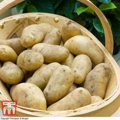 Potato 'T&M All Year Round Collection' 16 Potato 'T&M All Year Round Collection' -Plants Sales Store jazzy2