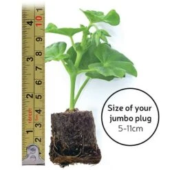 Echinacea 'Sunseekers Salmon' -Plants Sales Store jumboplugsize30