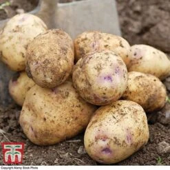 Potato 'T&M Favourites Collection' 23 Potato 'T&M Favourites Collection' -Plants Sales Store kest