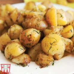 Potato 'T&M All Year Round Collection' 17 Potato 'T&M All Year Round Collection' -Plants Sales Store ladych